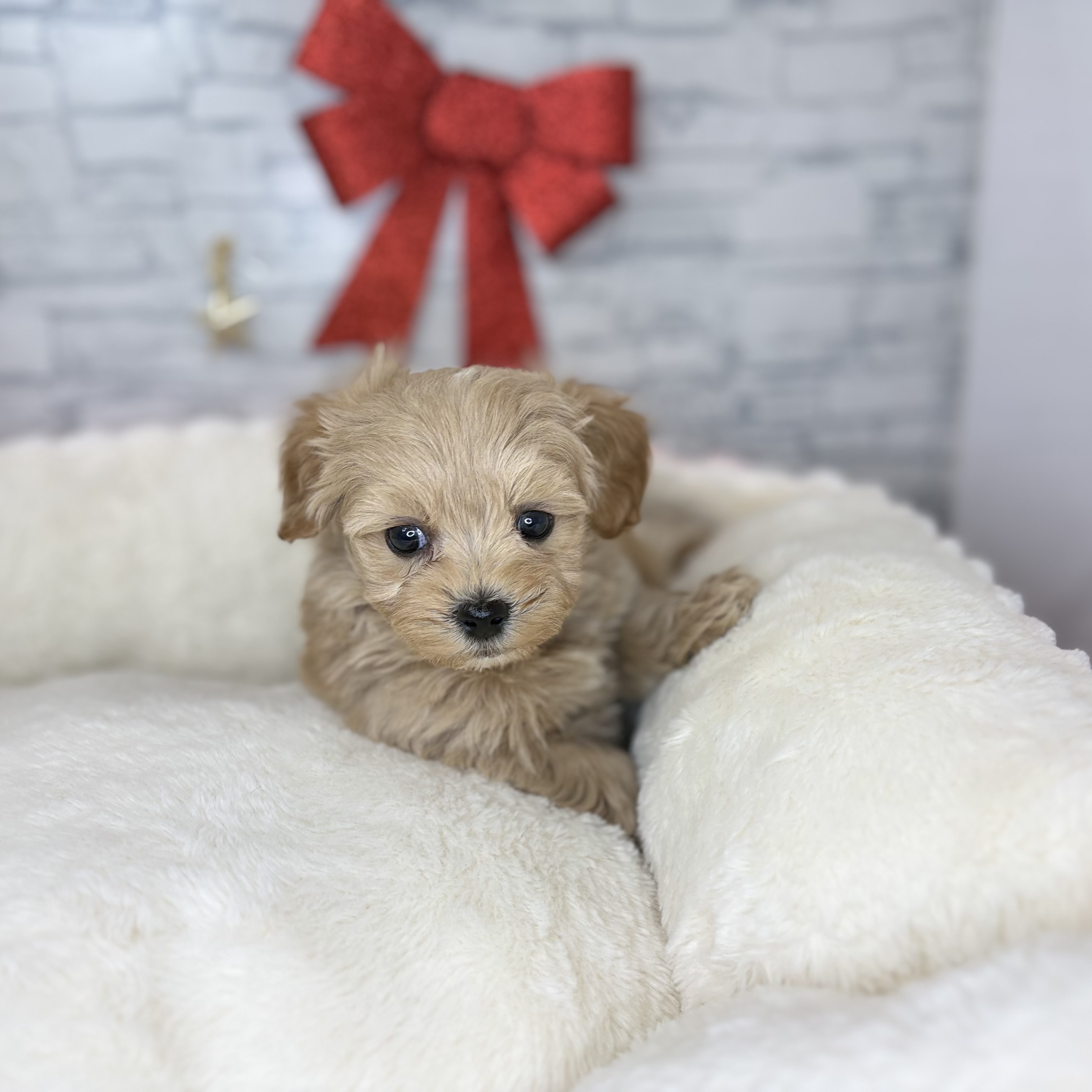 長野県のマルプー(マルチーズ×プードル) (犬の家＆猫の里長野店/2025年10月27日生まれ/男の子/クリームホワイト)の子犬の4枚目の画像