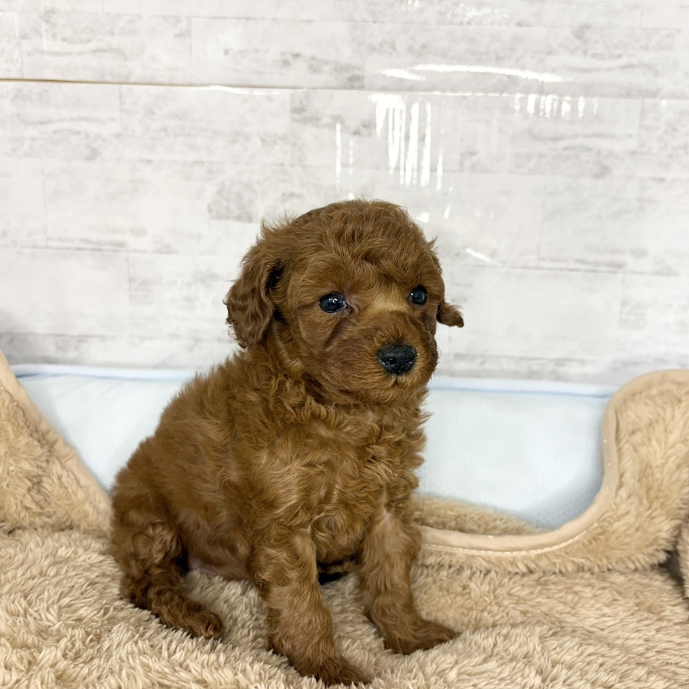 長野県のトイプードル(トイ) (犬の家＆猫の里塩尻店/2025年10月28日生まれ/女の子/レッド)の子犬の4枚目の画像