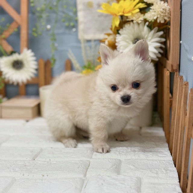 千葉県のポメチワ/チワポメ/ポメチー(ポメラニアン×チワワ) (犬の家＆猫の里ワンズモール稲毛店/2025年10月28日生まれ/男の子/クリーム)の子犬の4枚目の画像