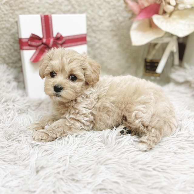 静岡県のマルプー(マルチーズ×プードル) (犬の家＆猫の里藤枝店/2025年10月27日生まれ/男の子/クリームホワイト)の子犬の4枚目の画像