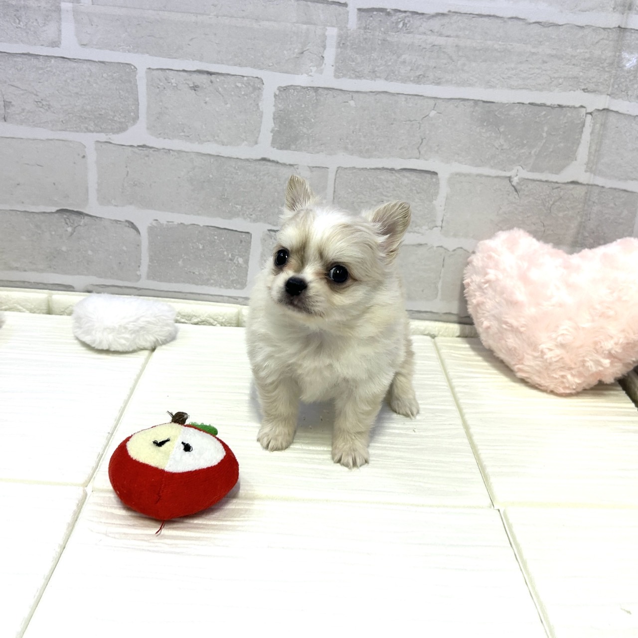 愛知県のポメチワ/チワポメ/ポメチー(ポメラニアン×チワワ) (犬の家＆猫の里岡崎店/2025年10月28日生まれ/男の子/クリームホワイト)の子犬の4枚目の画像