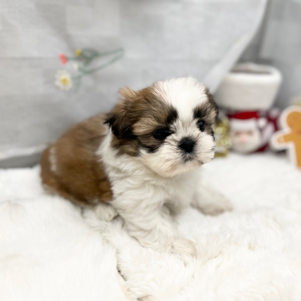 静岡県のシーズー (犬の家＆猫の里MEGAドン・キホーテ袋井店/2025年10月27日生まれ/女の子/ゴールドホワイト)の子犬の4枚目の画像