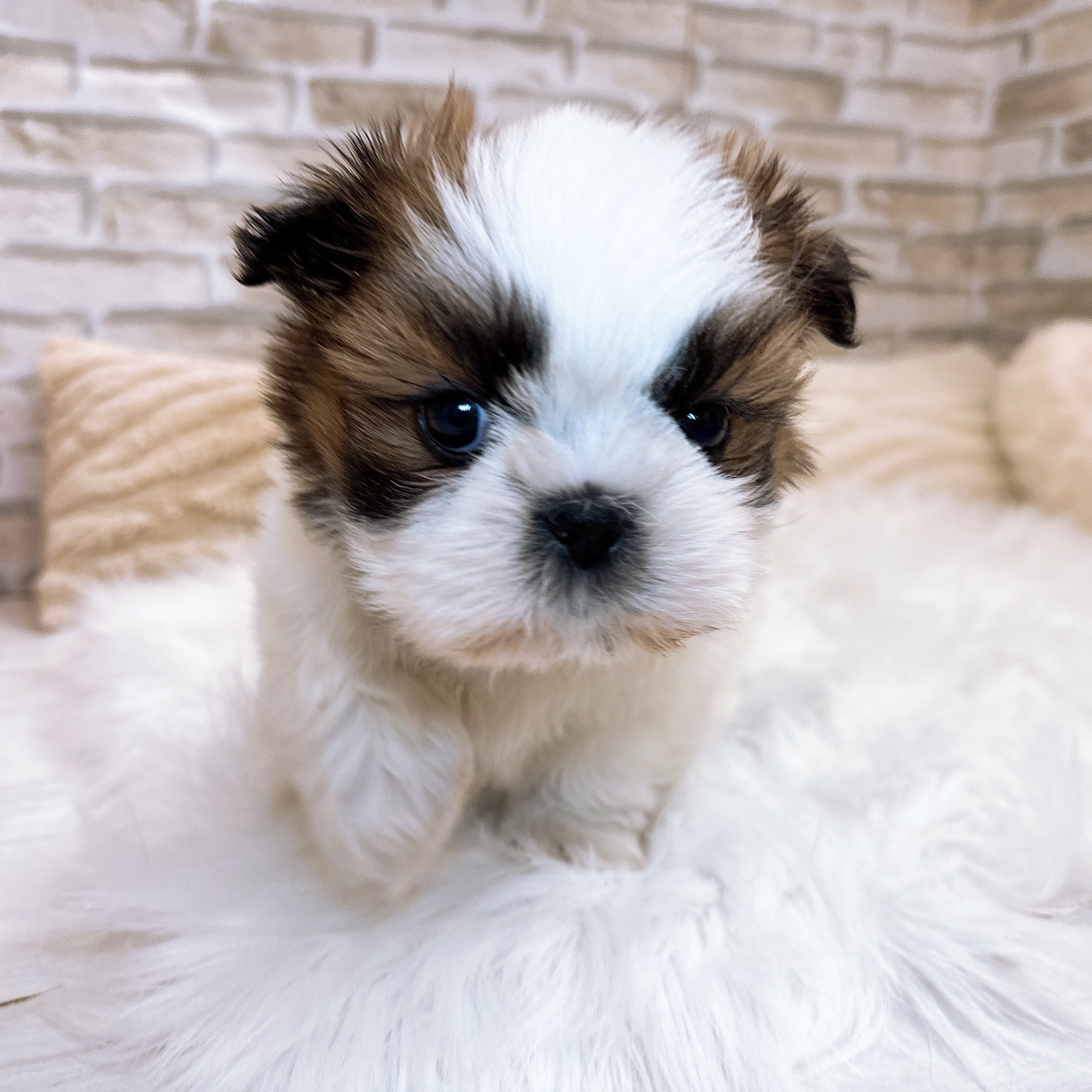 神奈川県のシーズー (犬の家＆猫の里モザイクモール港北店/2025年10月27日生まれ/男の子/ゴールドホワイト)の子犬の4枚目の画像