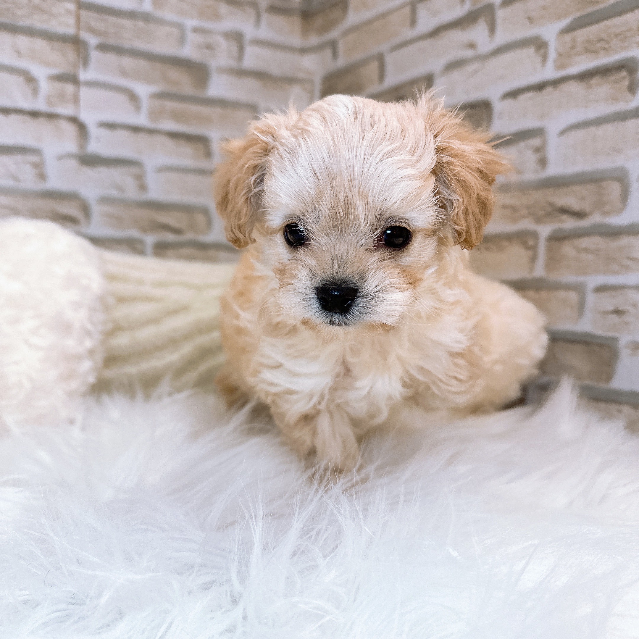 神奈川県のマルプー(マルチーズ×プードル) (犬の家＆猫の里モザイクモール港北店/2025年10月27日生まれ/男の子/アプリコット)の子犬の4枚目の画像