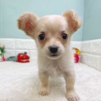 静岡県のチワックス(チワワ×ダックス) (犬の家＆猫の里マークイズ静岡店/2025年10月24日生まれ/女の子/クリーム)の子犬の4枚目の画像