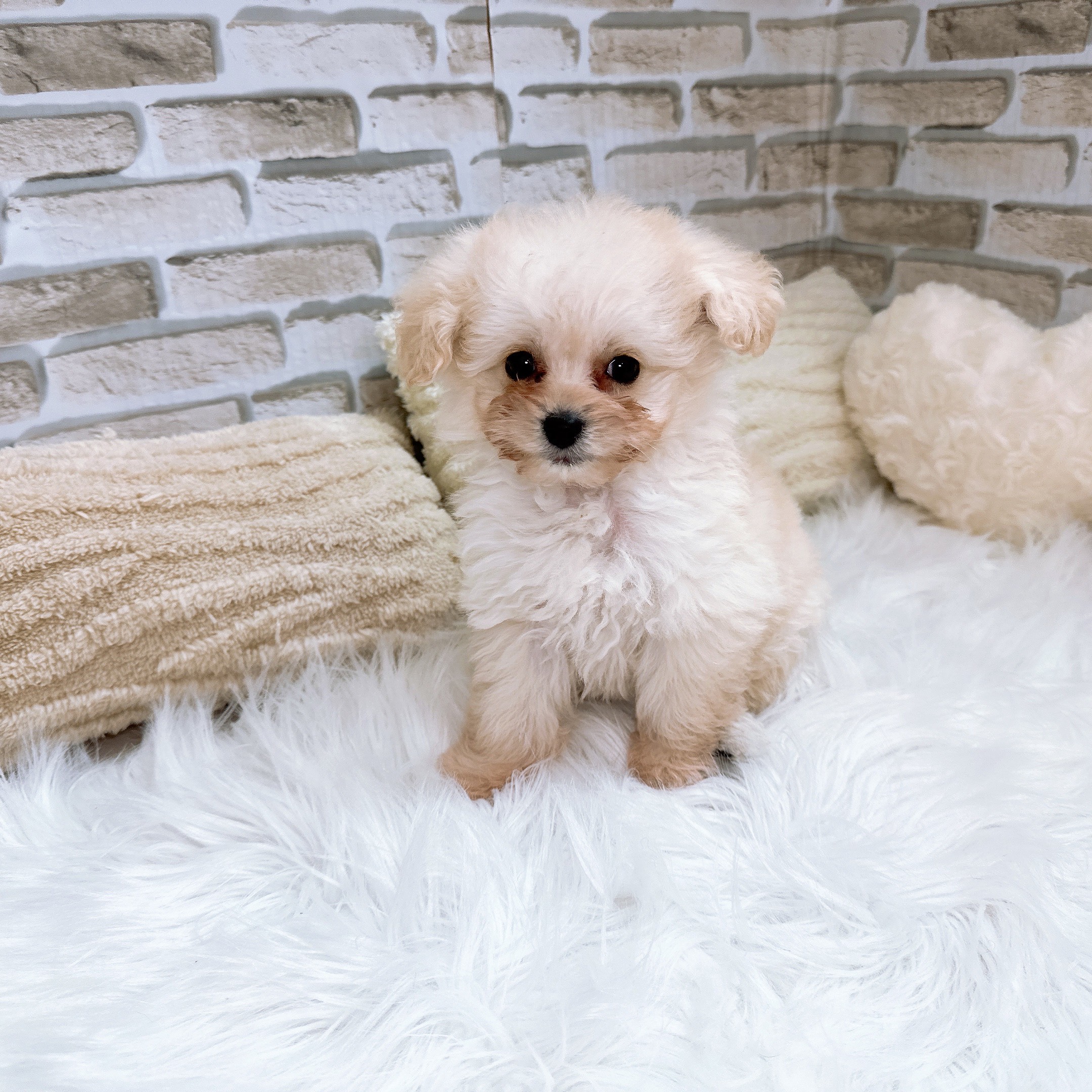 神奈川県のポメプー(ポメラニアン×プードル) (犬の家＆猫の里モザイクモール港北店/2025年10月26日生まれ/女の子/ホワイト)の子犬の4枚目の画像