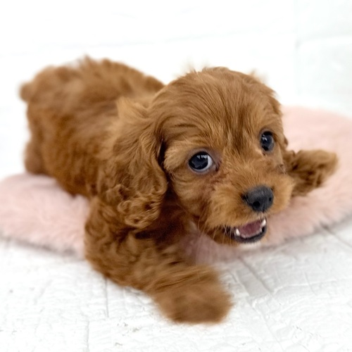 愛知県のキャバプー(キャバリア×プードル) (犬の家＆猫の里豊川インター店/2025年10月27日生まれ/女の子/レッドホワイト)の子犬の4枚目の画像