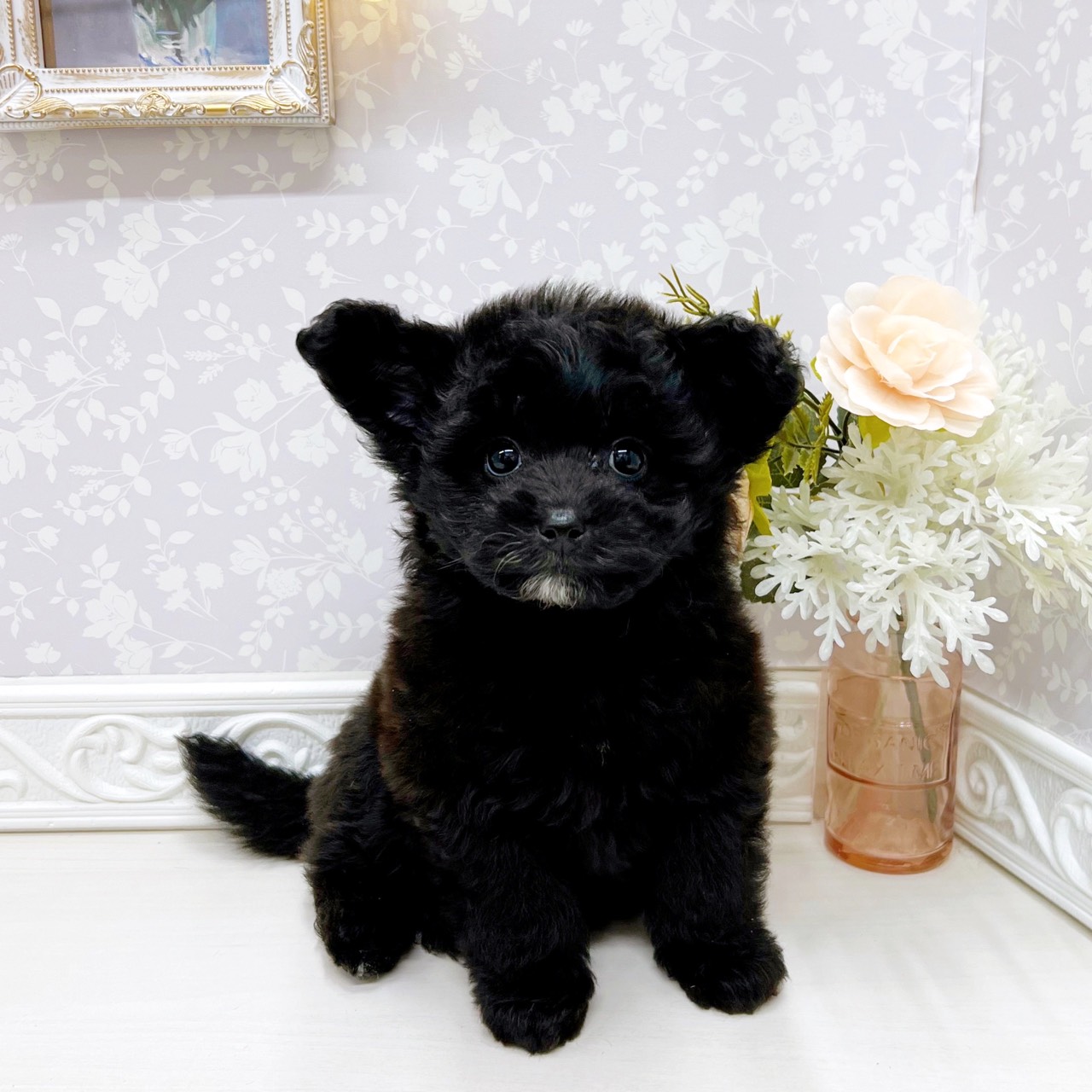 富山県のポメプー(ポメラニアン×プードル) (犬の家＆猫の里アミーゴ山室店/2025年10月26日生まれ/女の子/ブラック)の子犬の4枚目の画像
