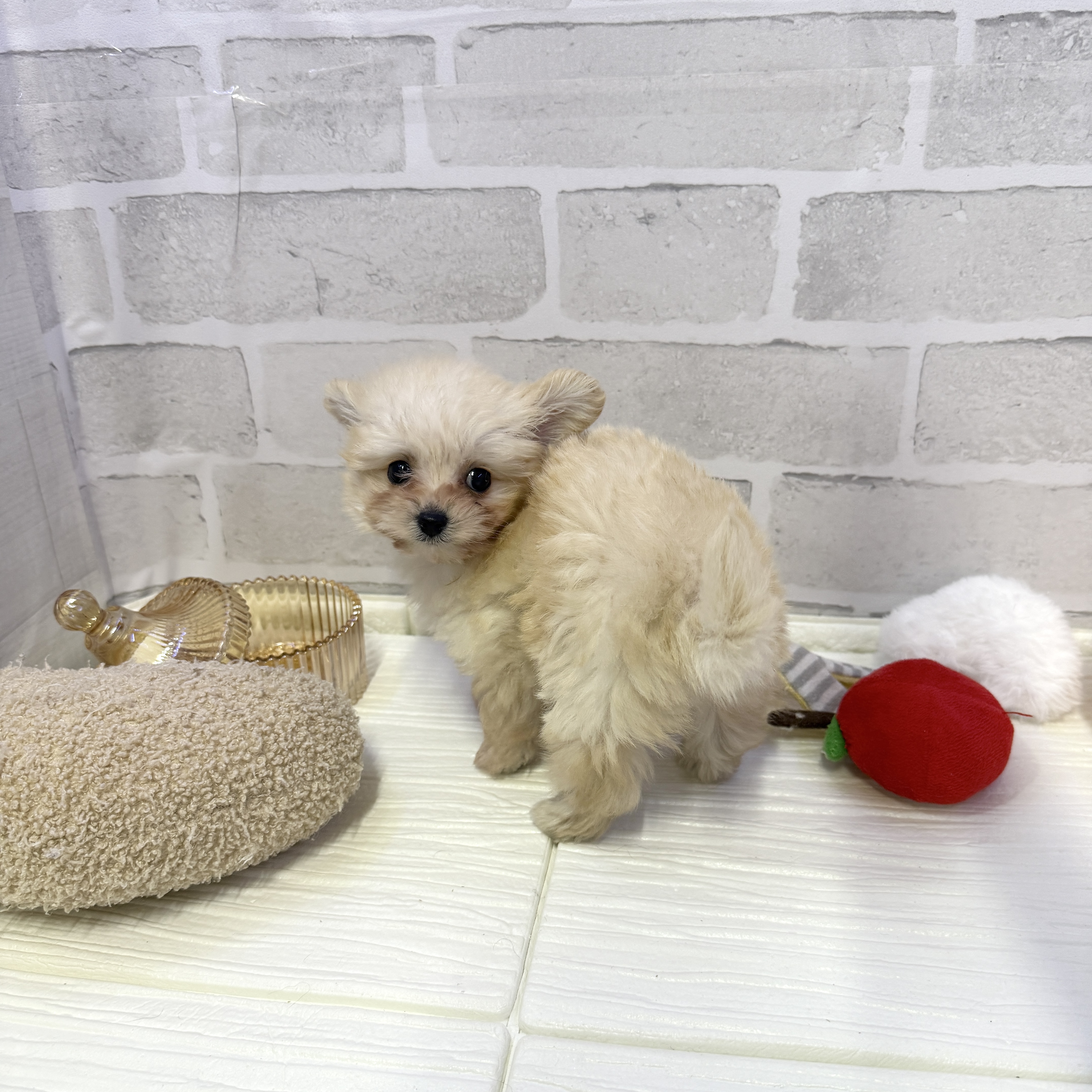 愛知県のポメプー(ポメラニアン×プードル) (犬の家＆猫の里岡崎店/2025年10月26日生まれ/女の子/ホワイト)の子犬の4枚目の画像