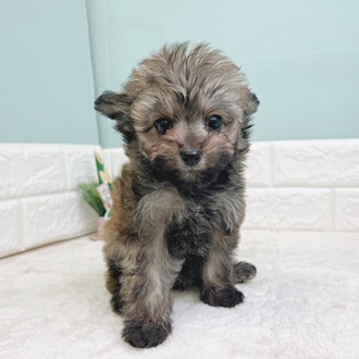 静岡県のポメプー(ポメラニアン×プードル) (犬の家＆猫の里マークイズ静岡店/2025年10月26日生まれ/女の子/フォーン)の子犬の4枚目の画像