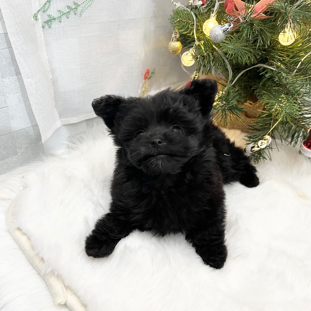 静岡県のポメプー(ポメラニアン×プードル) (犬の家＆猫の里MEGAドン・キホーテ袋井店/2025年10月26日生まれ/女の子/ブラック)の子犬の4枚目の画像