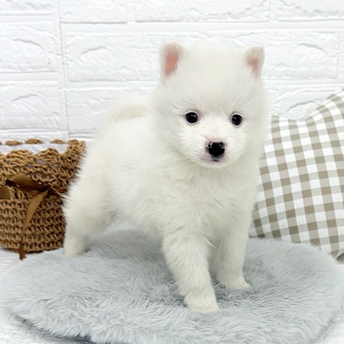 愛知県のハーフ犬・ミックス犬 (犬の家＆猫の里豊川インター店/2025年10月27日生まれ/男の子/ホワイト)の子犬の4枚目の画像