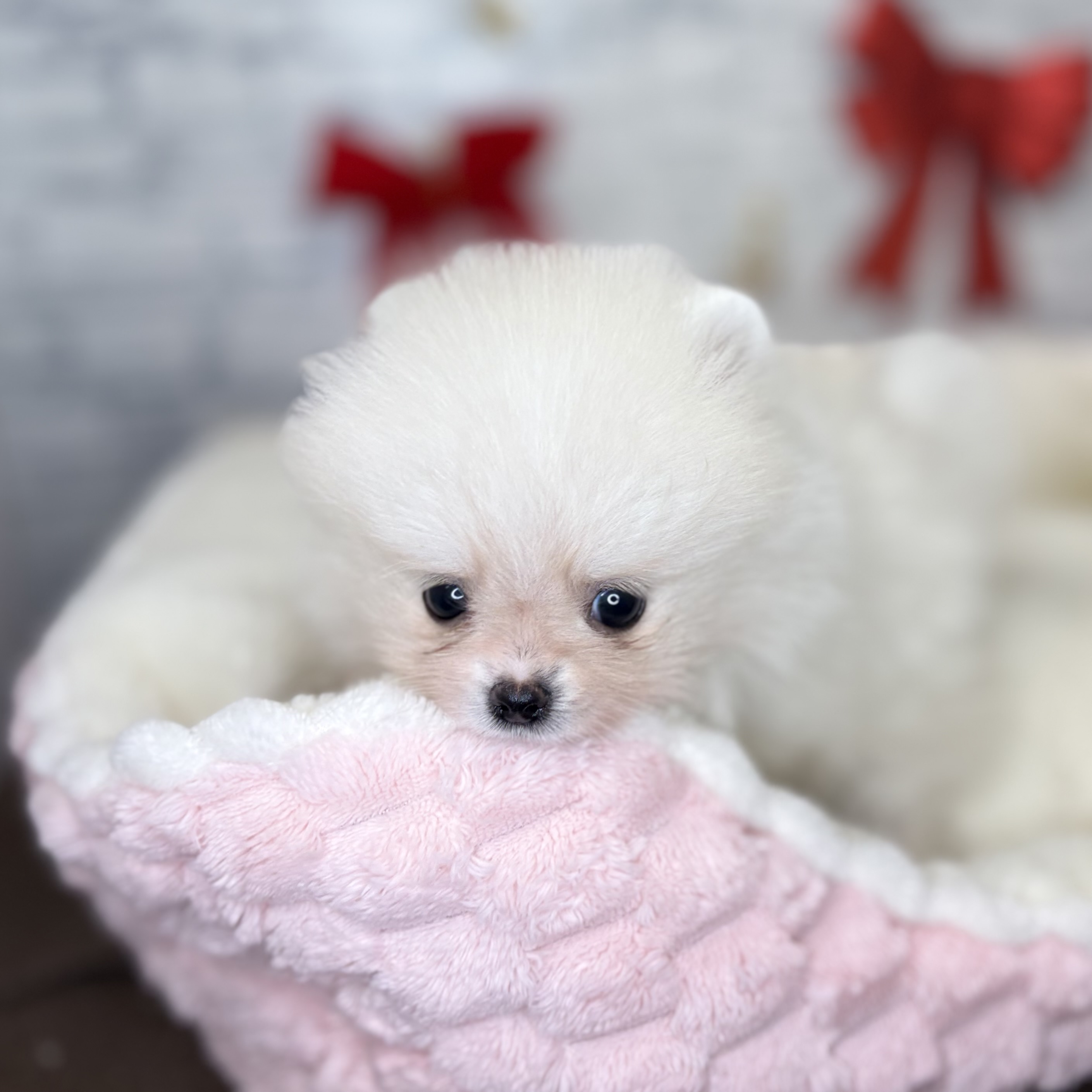 長野県のポメラニアン (犬の家＆猫の里長野店/2025年10月28日生まれ/女の子/クリーム)の子犬の4枚目の画像