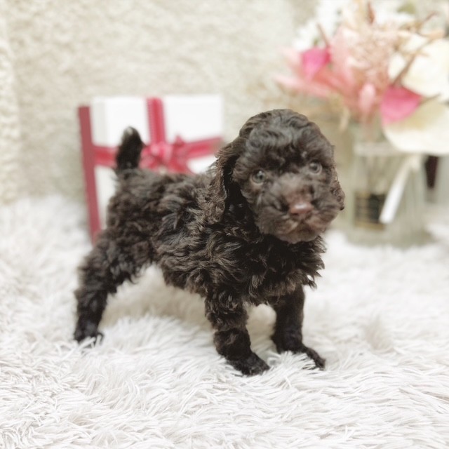 静岡県のトイプードル(トイ) (犬の家＆猫の里藤枝店/2025年10月27日生まれ/女の子/ブラウン)の子犬の4枚目の画像