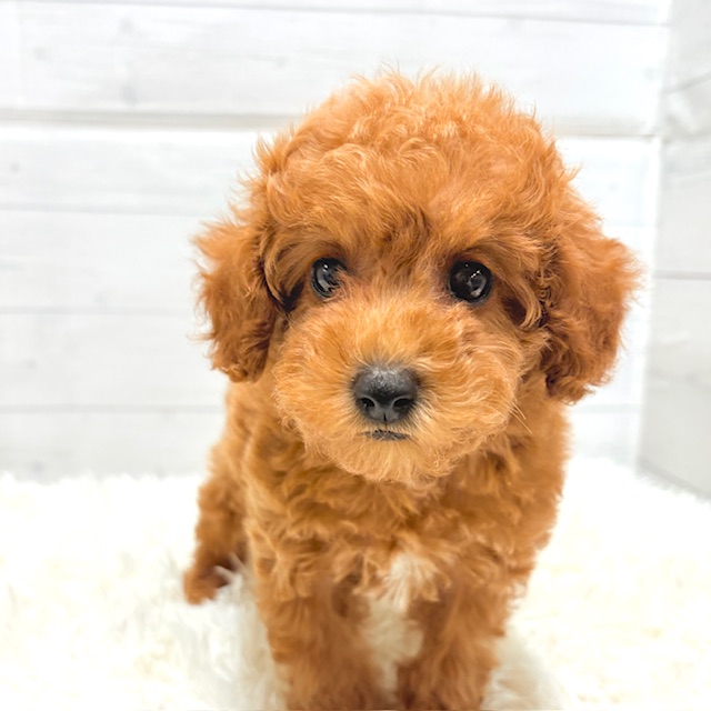 愛知県のトイプードル(トイ) (犬の家＆猫の里豊田店/2025年10月26日生まれ/女の子/レッド)の子犬の4枚目の画像