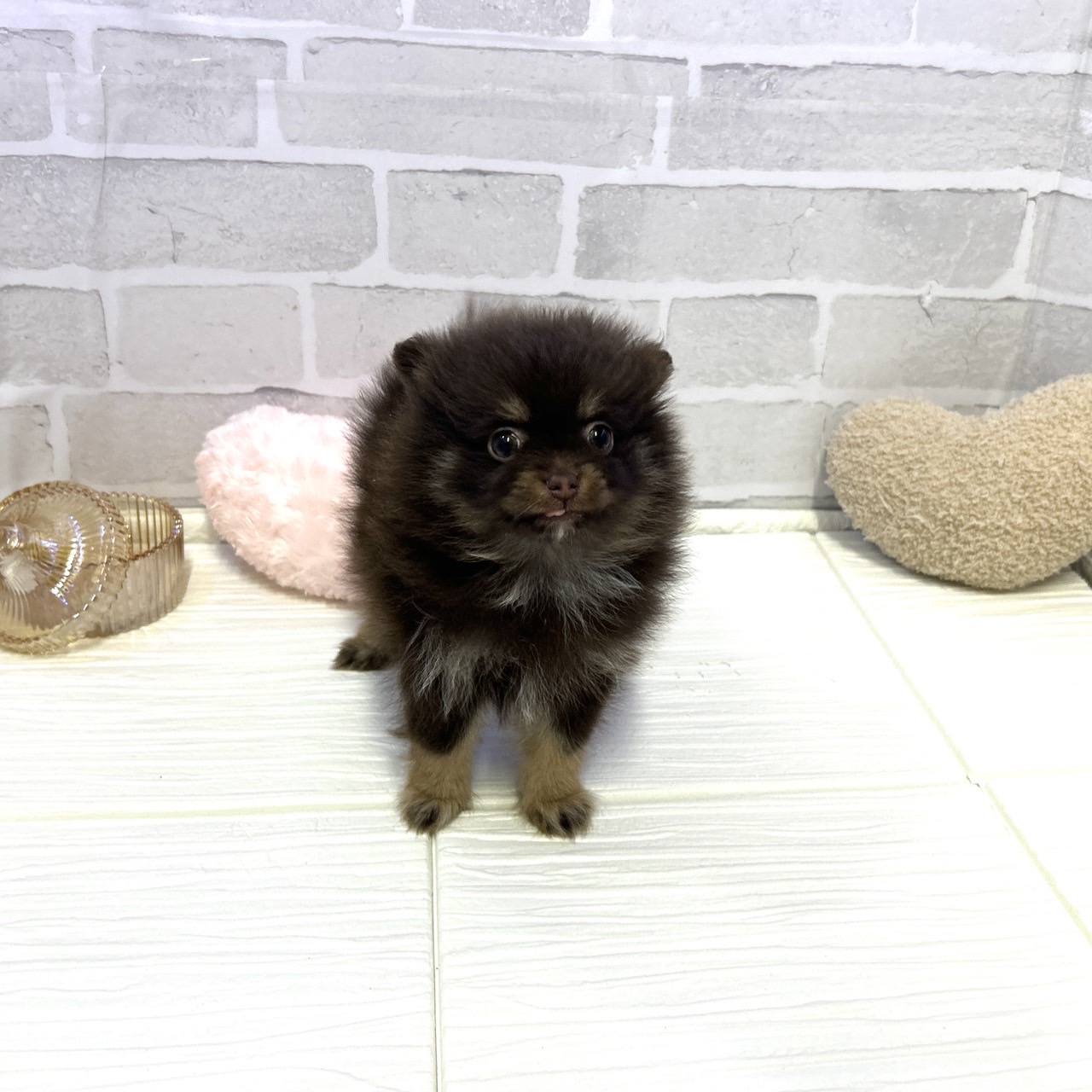 愛知県のポメラニアン (犬の家＆猫の里岡崎店/2025年10月26日生まれ/女の子/チョコレートタン)の子犬の4枚目の画像