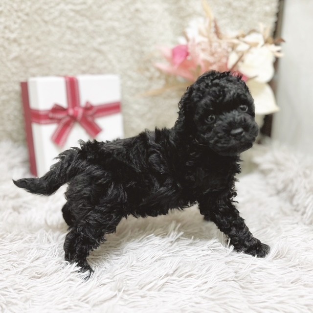 静岡県のトイプードル(トイ) (犬の家＆猫の里藤枝店/2025年10月28日生まれ/男の子/ブラック)の子犬の4枚目の画像