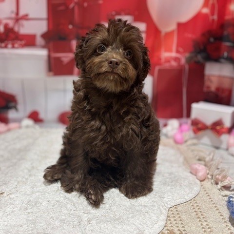 福岡県のチワプー/プーチー(チワワ×プードル) (犬の家＆猫の里トリアス久山店/2025年10月27日生まれ/男の子/ブラウン)の子犬の4枚目の画像