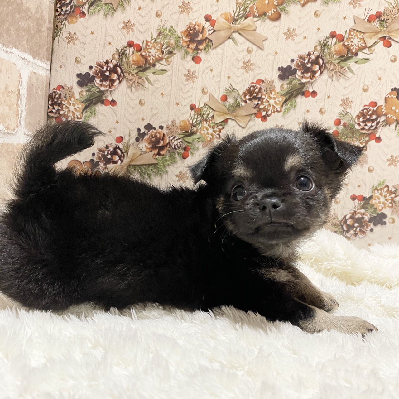 長野県のチワワ(ロング) (犬の家＆猫の里カインズ梓川店/2025年10月27日生まれ/男の子/ブラックタン)の子犬