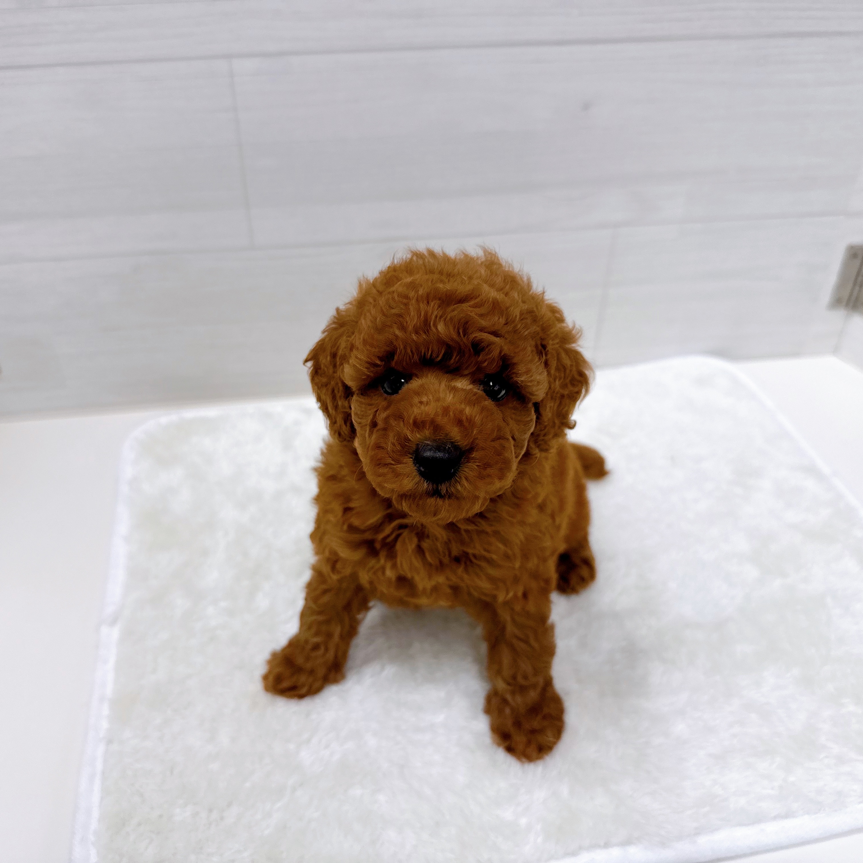 石川県のトイプードル(トイ) (犬の家＆猫の里アミーゴ金沢おこばた店/2025年10月27日生まれ/男の子/レッド)の子犬の4枚目の画像