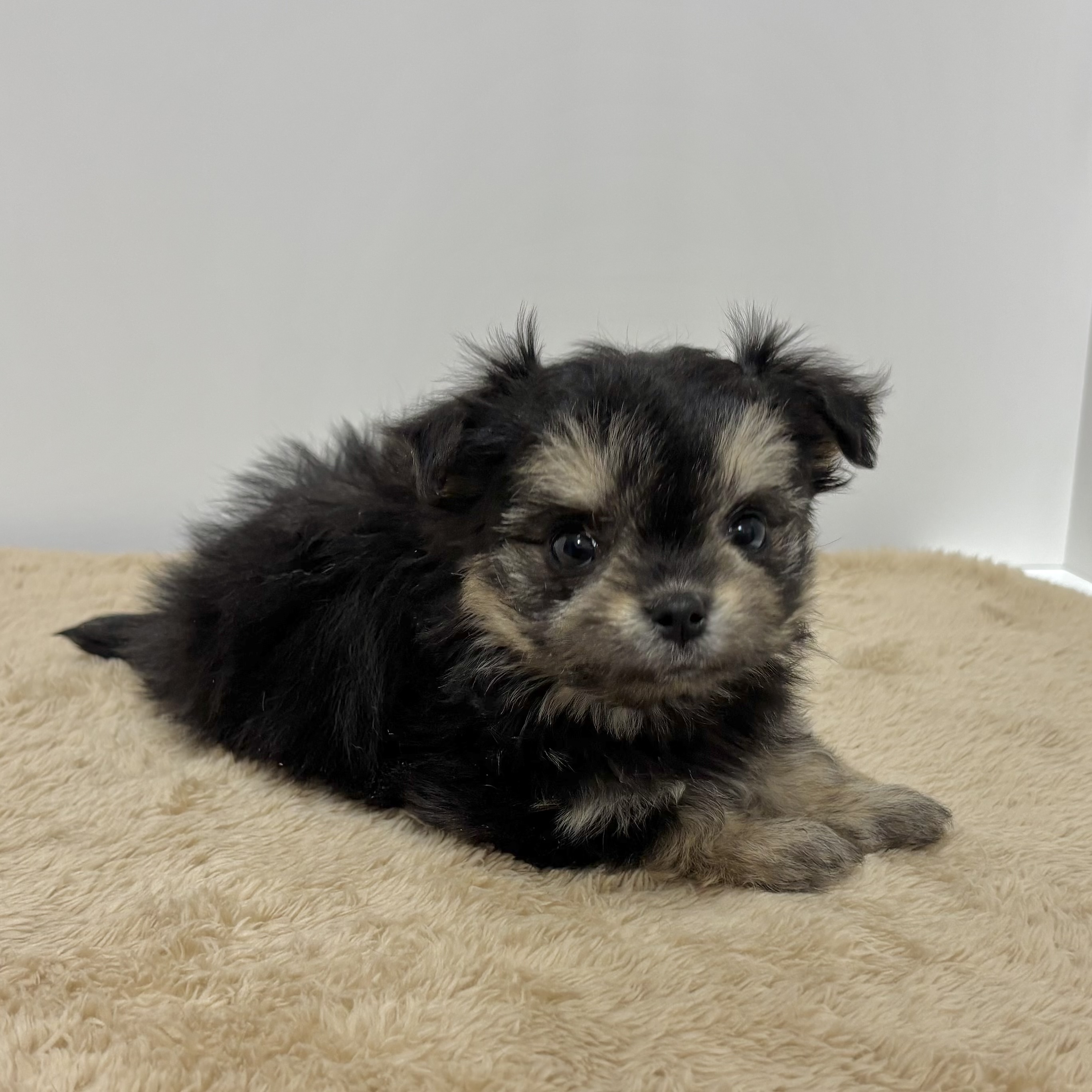 神奈川県のチワマル/マルチワ(チワワ×マルチーズ) (犬の家＆猫の里相模原店/2025年10月27日生まれ/女の子/ブラックタンホワイト)の子犬の4枚目の画像