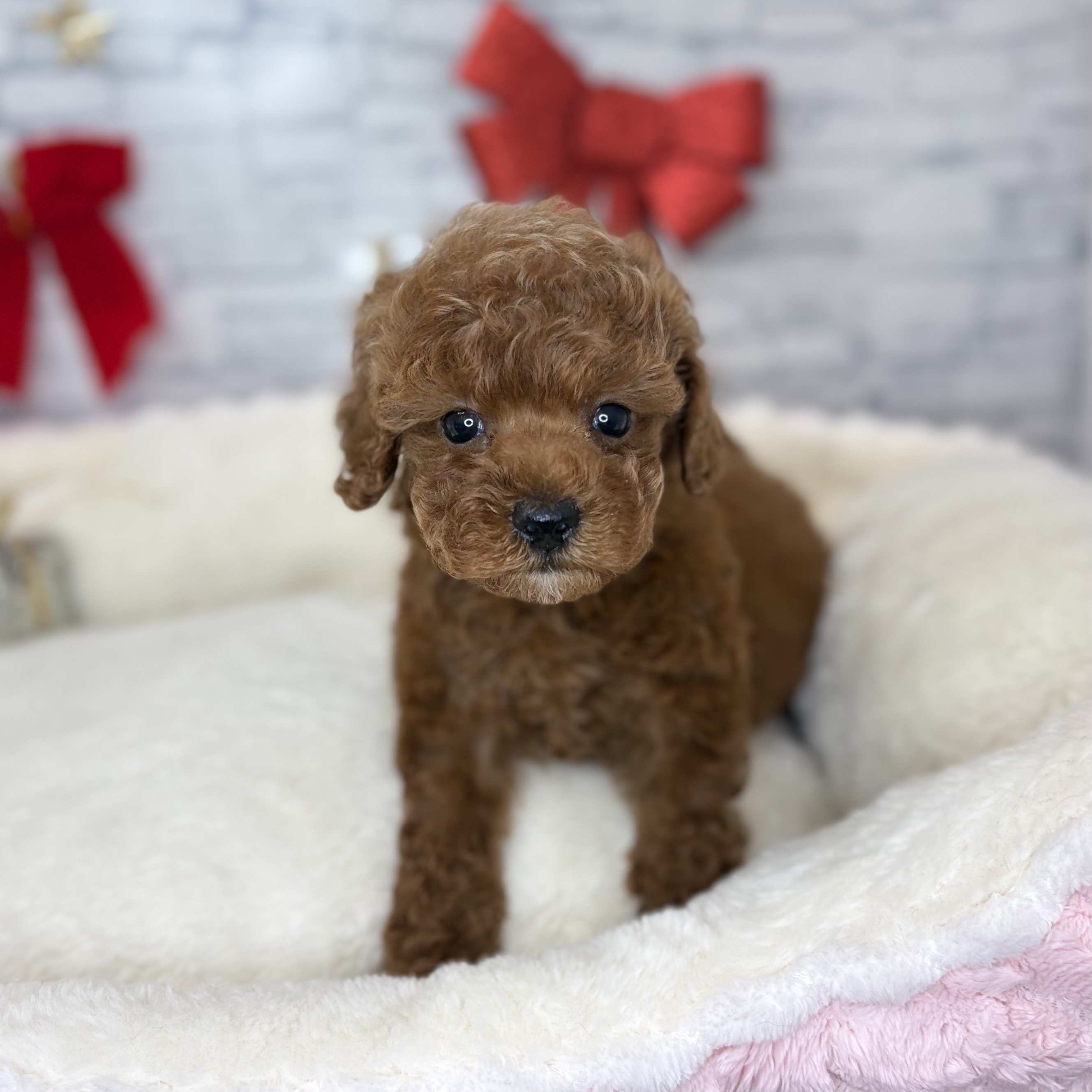 長野県のトイプードル(トイ) (犬の家＆猫の里長野店/2025年10月25日生まれ/女の子/レッド)の子犬の4枚目の画像