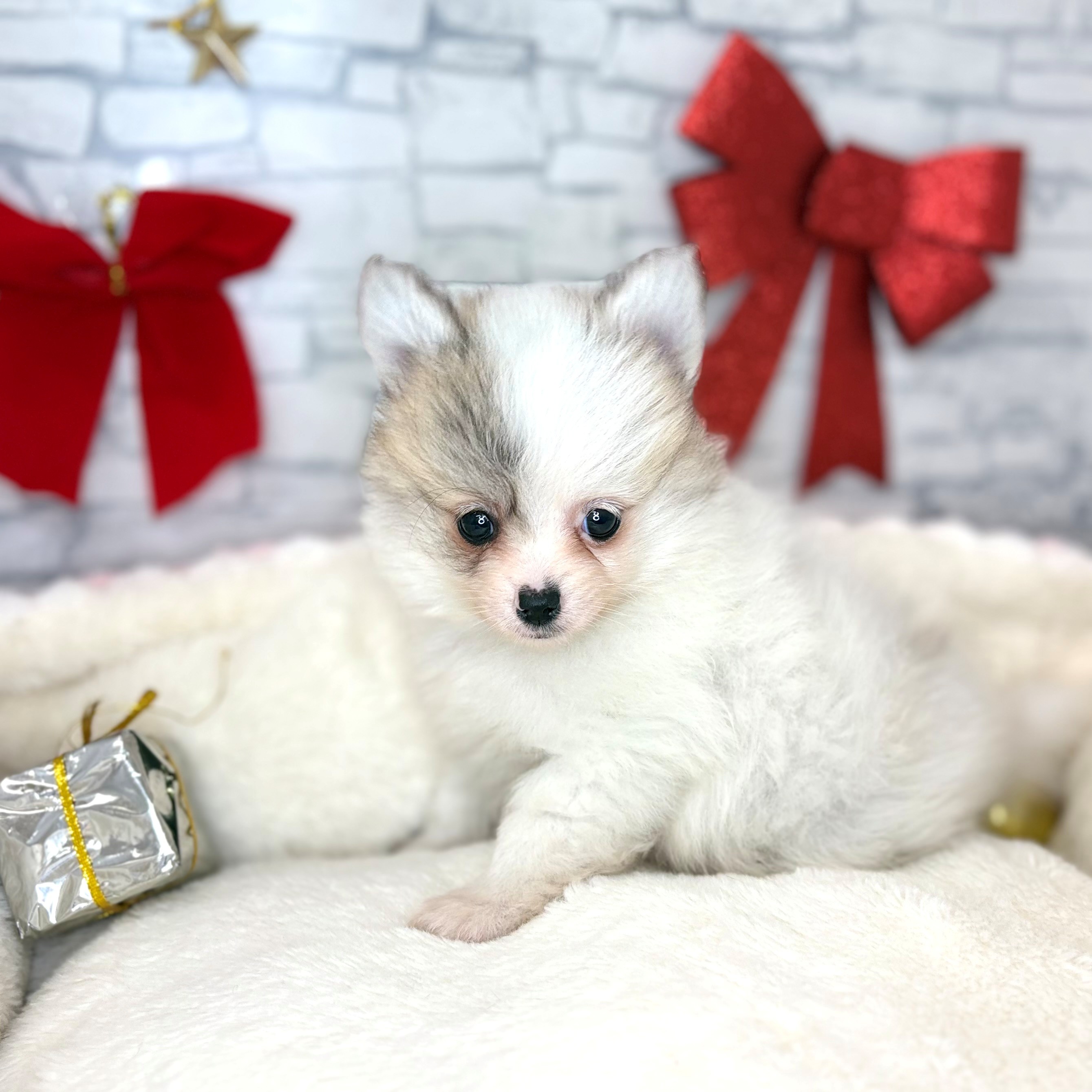 長野県のポメチワ/チワポメ/ポメチー(ポメラニアン×チワワ) (犬の家＆猫の里長野店/2025年10月28日生まれ/女の子/パーティーカラー)の子犬の4枚目の画像