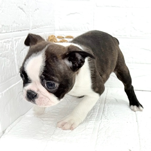 愛知県のボストンテリア (犬の家＆猫の里豊川インター店/2025年10月27日生まれ/女の子/ブリンドルホワイト)の子犬の4枚目の画像