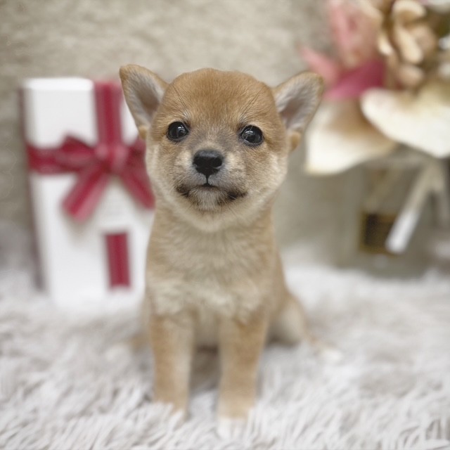 静岡県の豆柴 (犬の家＆猫の里藤枝店/2025年10月28日生まれ/女の子/赤)の子犬の4枚目の画像