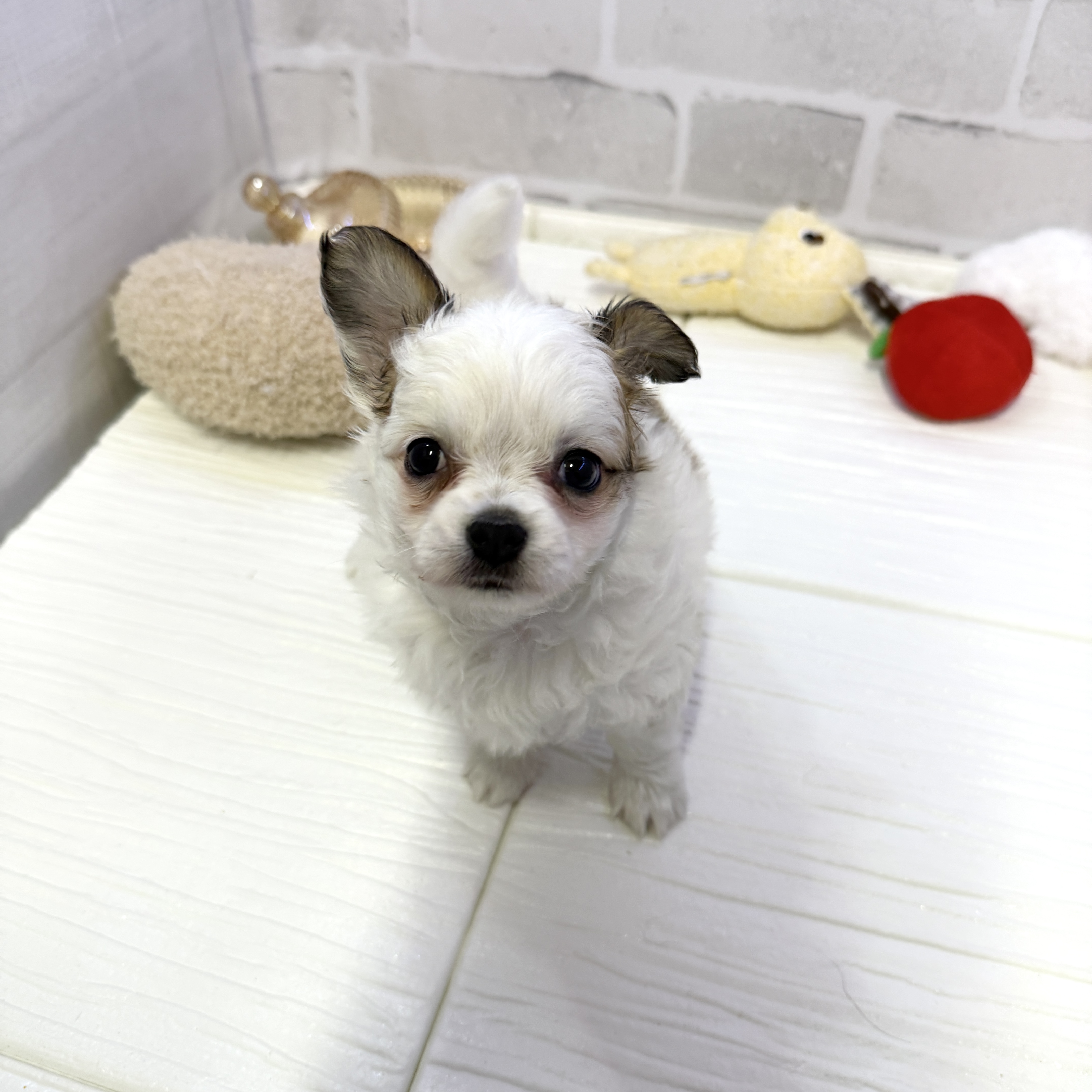 愛知県のパピチー/チワパピ(パピヨン×チワワ) (犬の家＆猫の里岡崎店/2025年10月27日生まれ/女の子/ホワイトブラウン)の子犬の1枚目の画像