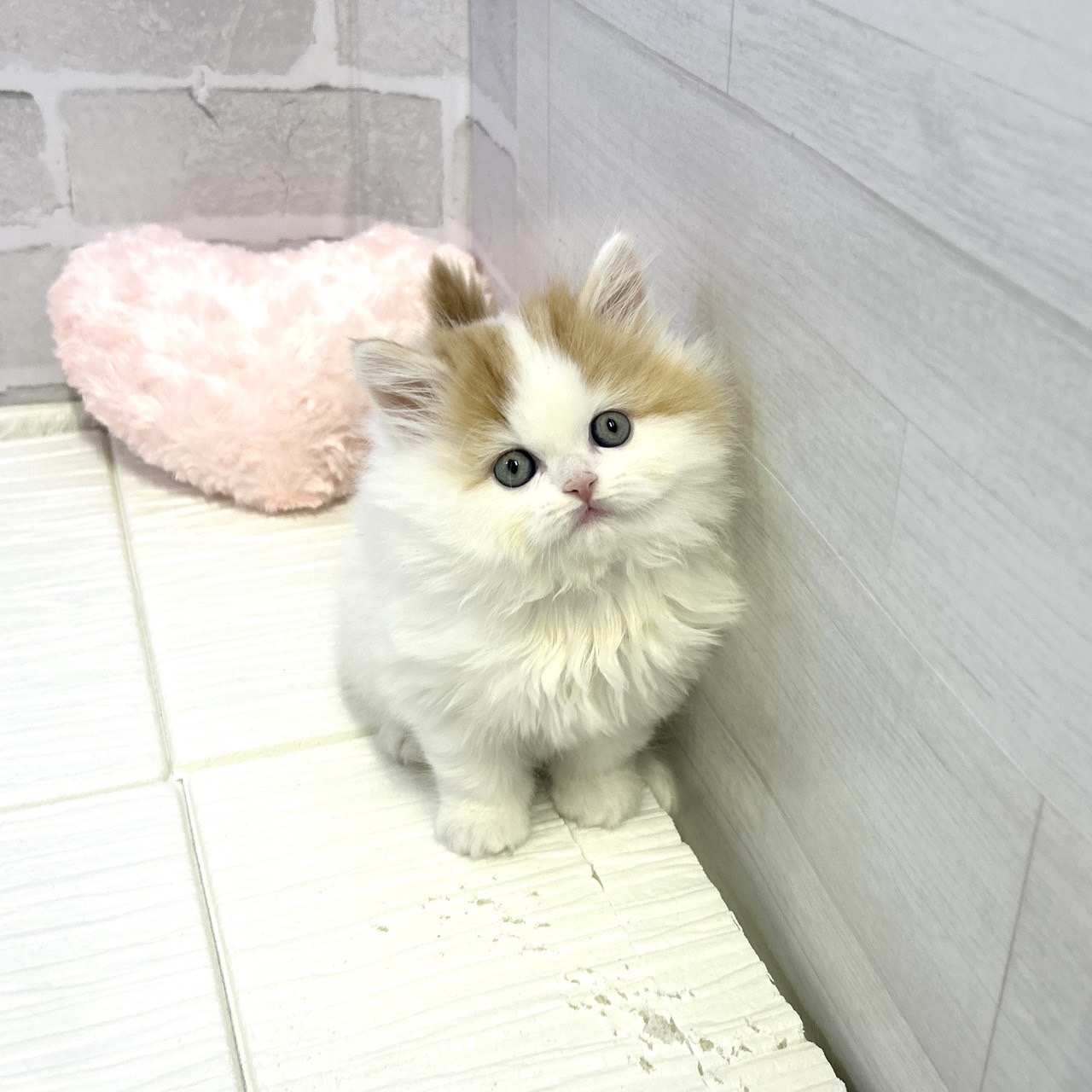 愛知県のスコティッシュフォールド (犬の家＆猫の里岡崎店/2025年10月28日生まれ/男の子/レッドタビーホワイトバン)の子猫の4枚目の画像