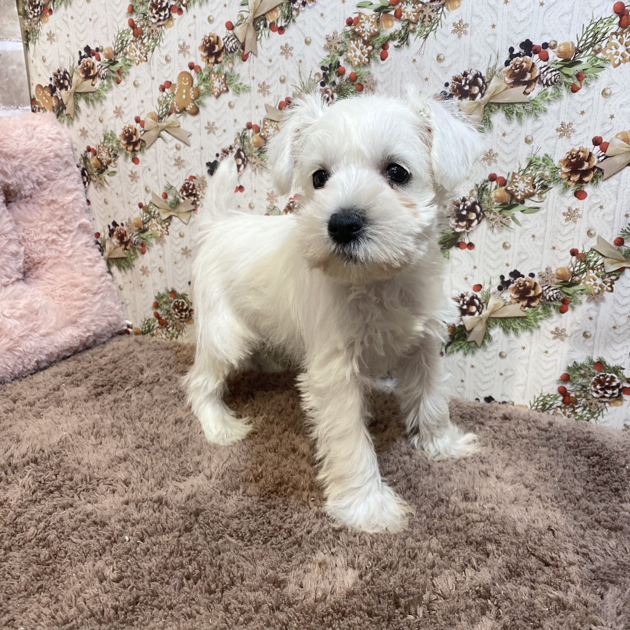 長野県のミニチュアシュナウザー (犬の家＆猫の里カインズ梓川店/2025年10月28日生まれ/女の子/ホワイト)の子犬の4枚目の画像