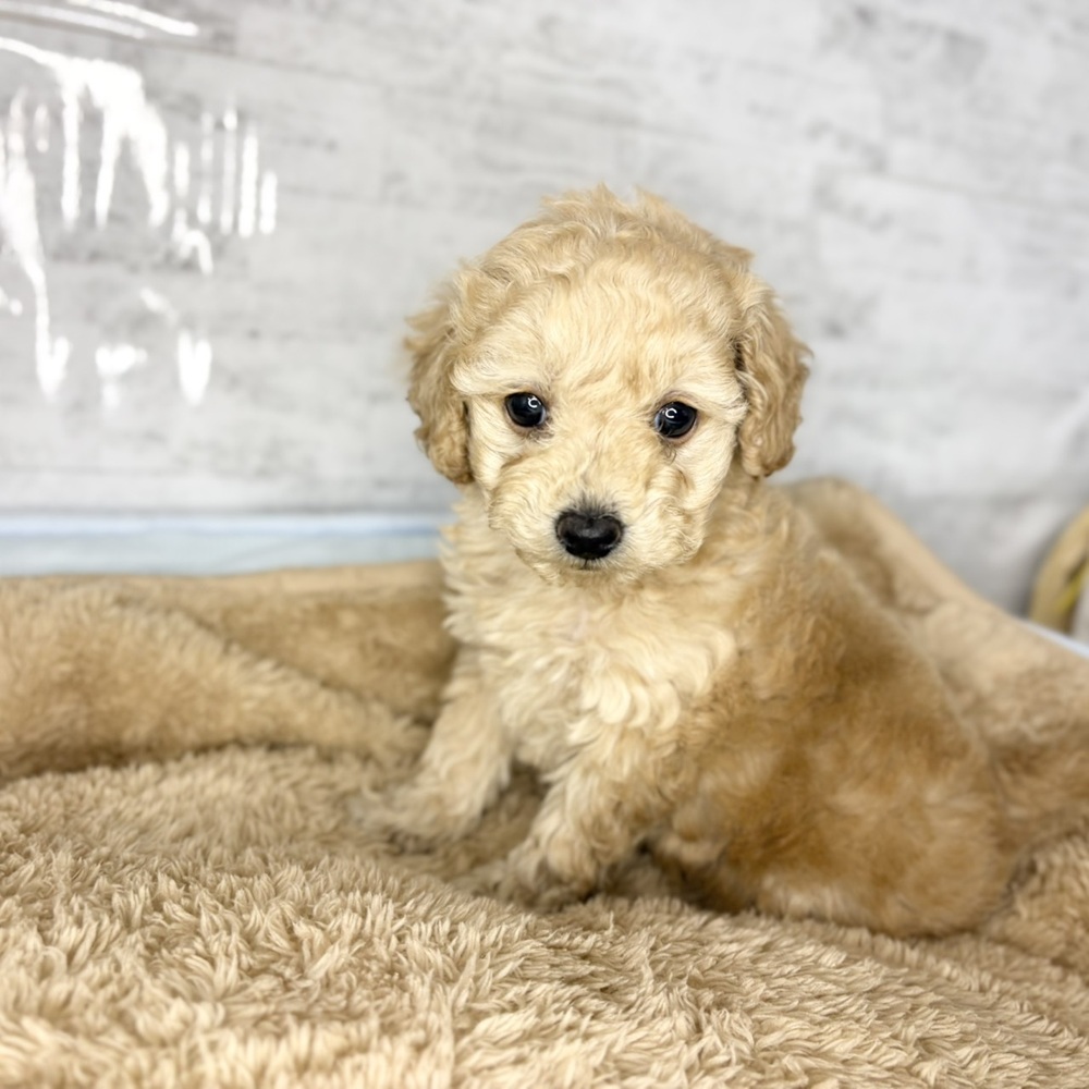 長野県のトイプードル(トイ) (犬の家＆猫の里塩尻店/2025年10月26日生まれ/女の子/アプリコット)の子犬の1枚目の画像