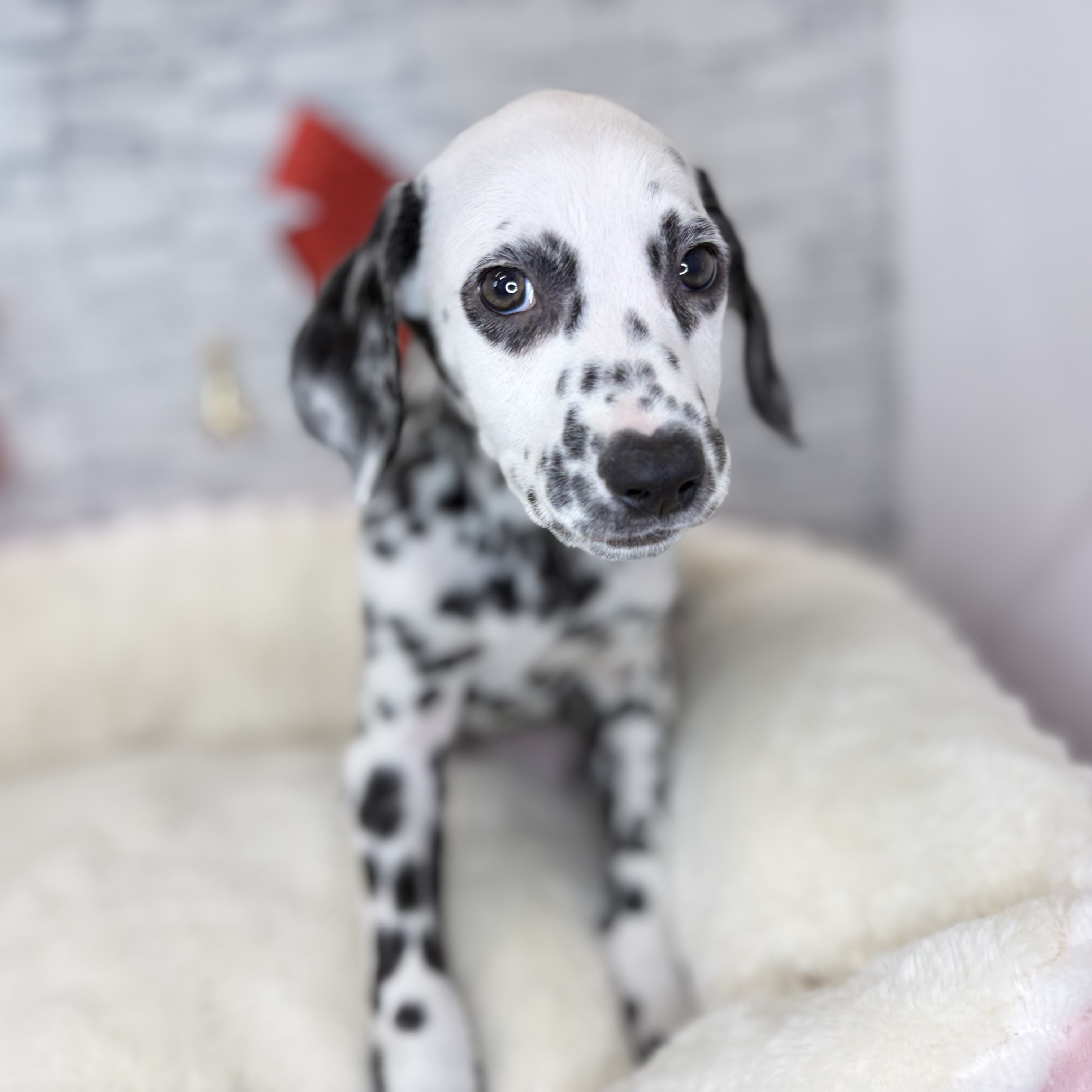 長野県のダルメシアン (犬の家＆猫の里長野店/2025年10月22日生まれ/男の子/ホワイトブラック)の子犬の4枚目の画像