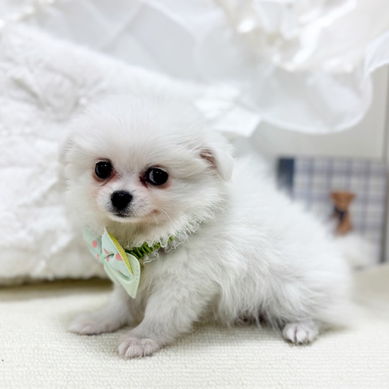 岐阜県のポメチワ/チワポメ/ポメチー(ポメラニアン×チワワ) (犬の家＆猫の里カラフルタウン岐阜店/2025年10月28日生まれ/女の子/クリーム)の子犬の4枚目の画像