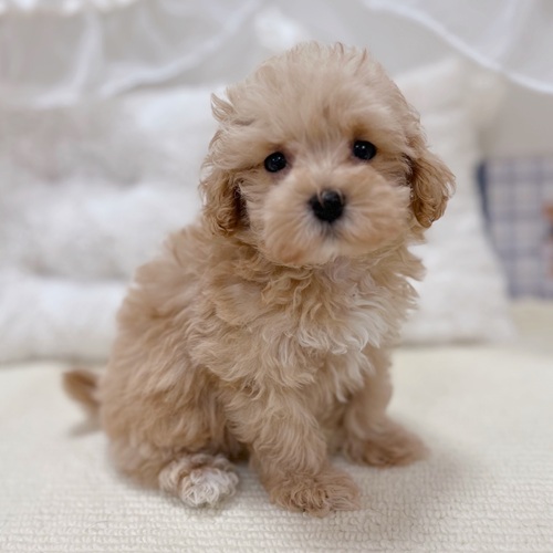 岐阜県のマルプー(マルチーズ×プードル) (犬の家＆猫の里カラフルタウン岐阜店/2025年10月29日生まれ/女の子/アプリコット)の子犬の4枚目の画像