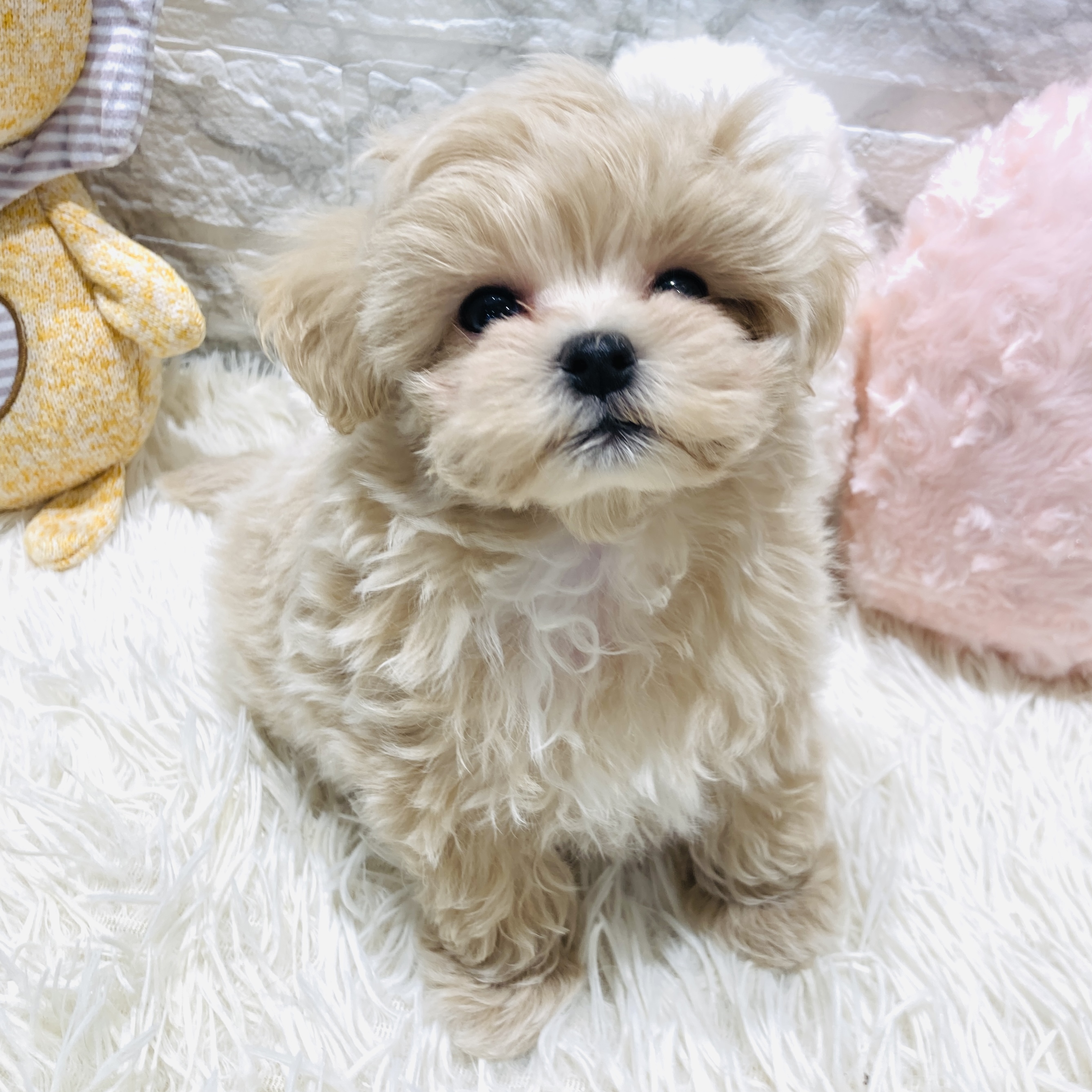 愛知県のマルプー(マルチーズ×プードル) (犬の家＆猫の里MiO香久山店/2025年10月29日生まれ/男の子/アプリコット)の子犬の4枚目の画像