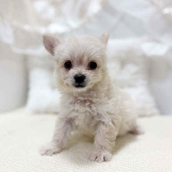 岐阜県のチワプー/プーチー(チワワ×プードル) (犬の家＆猫の里カラフルタウン岐阜店/2025年10月28日生まれ/女の子/クリーム)の子犬の4枚目の画像