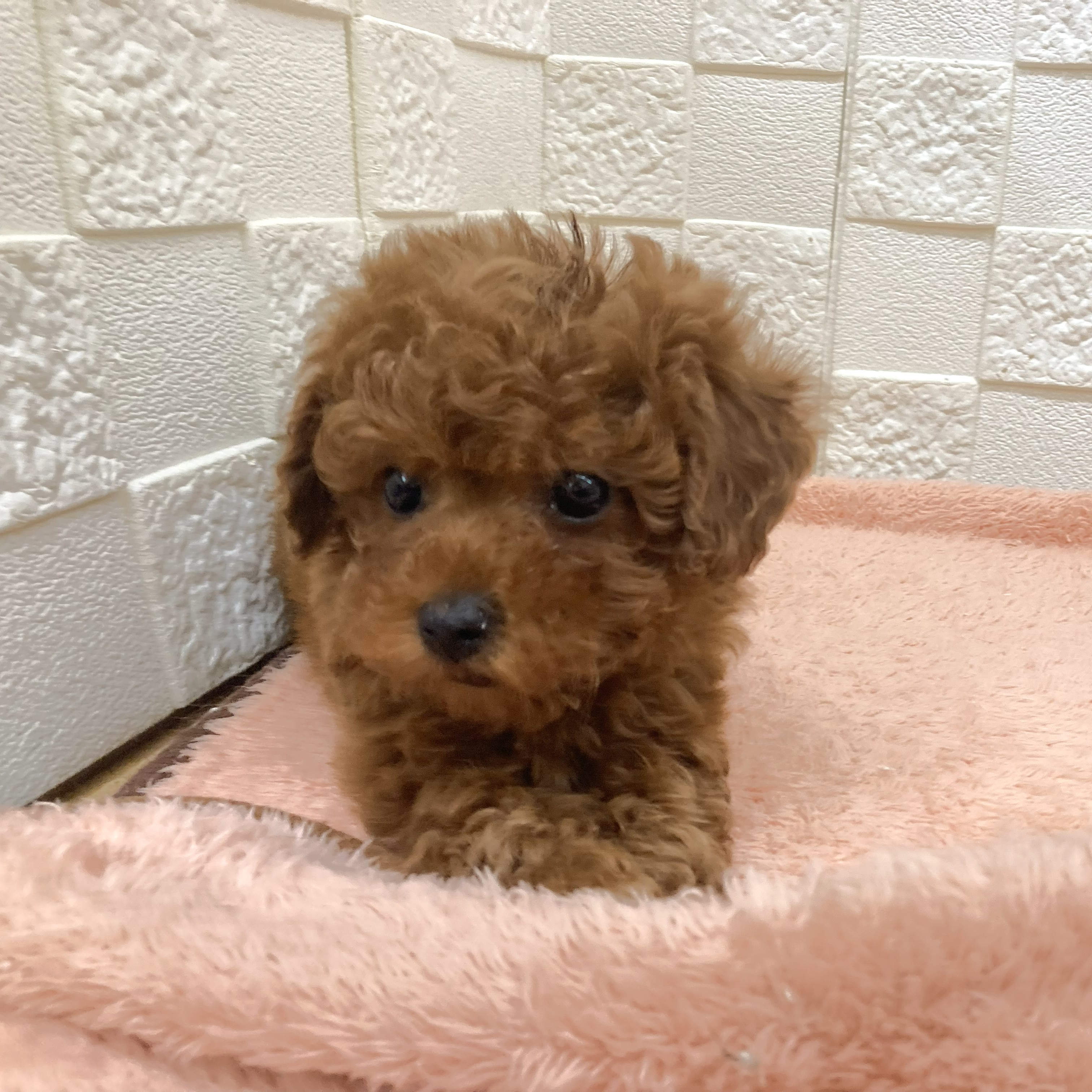 愛知県のトイプードル(トイ) (犬の家＆猫の里碧南店/2025年10月29日生まれ/女の子/レッドフォーン)の子犬の4枚目の画像