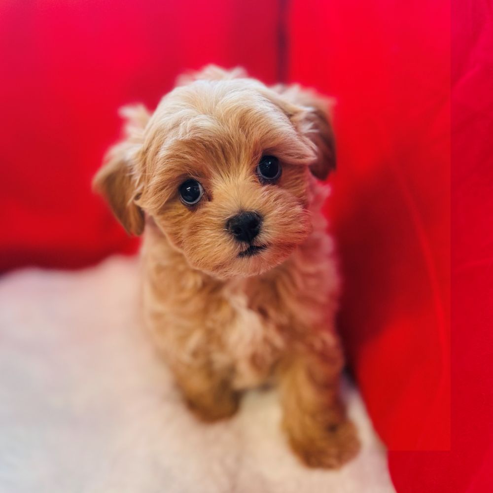 愛知県のマルプー(マルチーズ×プードル) (犬の家＆猫の里愛知刈谷店/2025年10月28日生まれ/女の子/アプリコット)の子犬の1枚目の画像