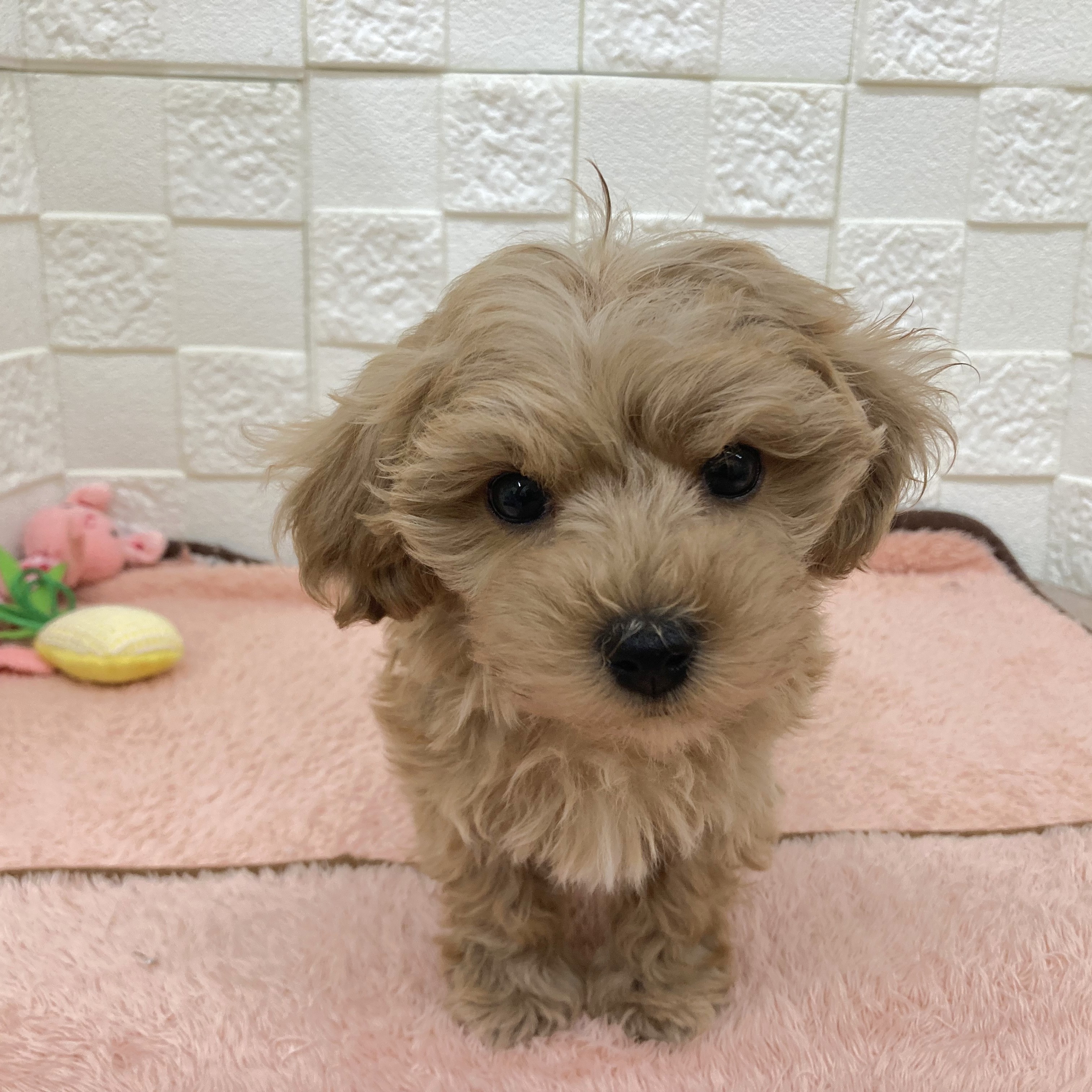 愛知県のマルプー(マルチーズ×プードル) (犬の家＆猫の里碧南店/2025年10月28日生まれ/女の子/アプリコット)の子犬の4枚目の画像