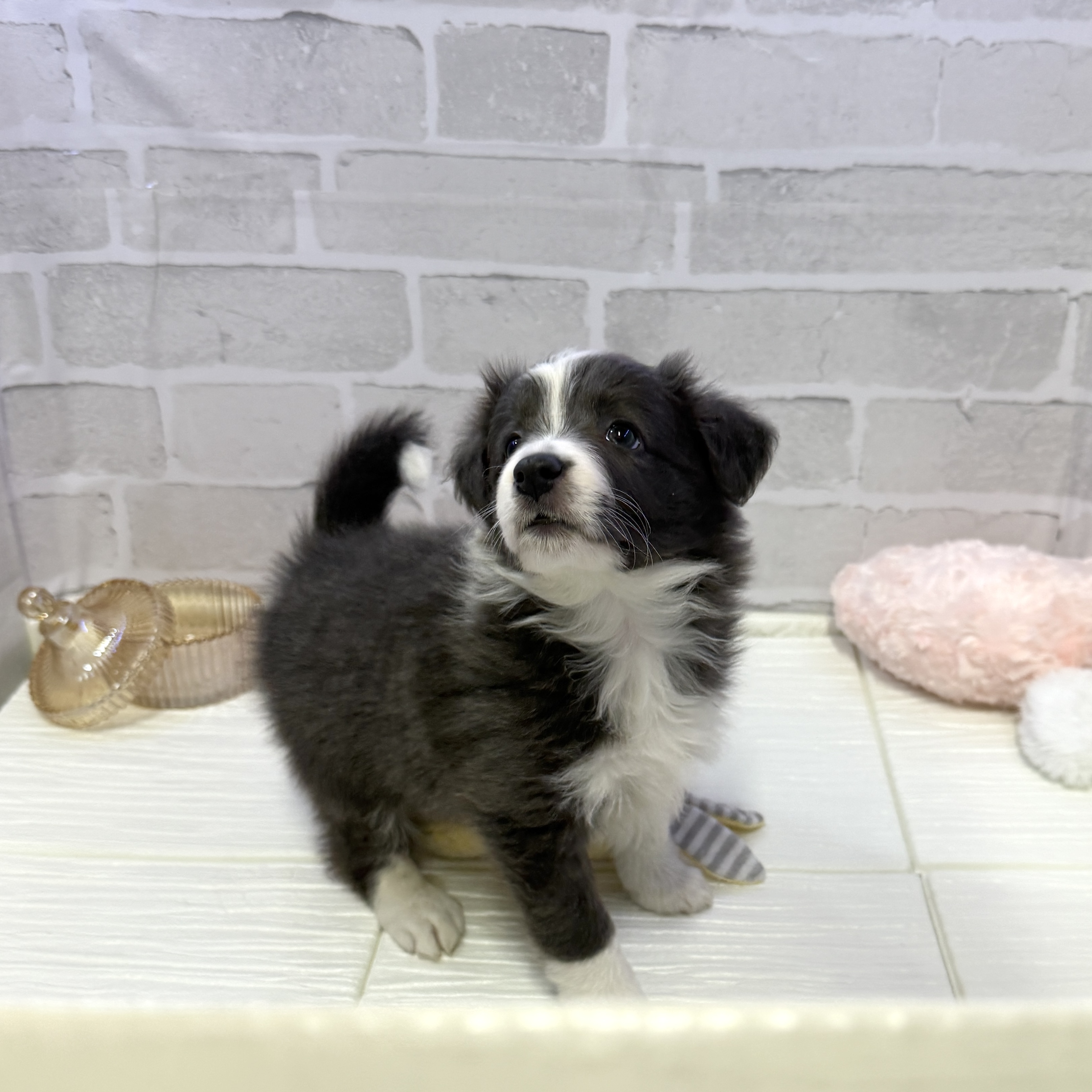 愛知県のボーダーコリー (犬の家＆猫の里岡崎店/2025年10月26日生まれ/女の子/ブルーホワイト)の子犬の4枚目の画像