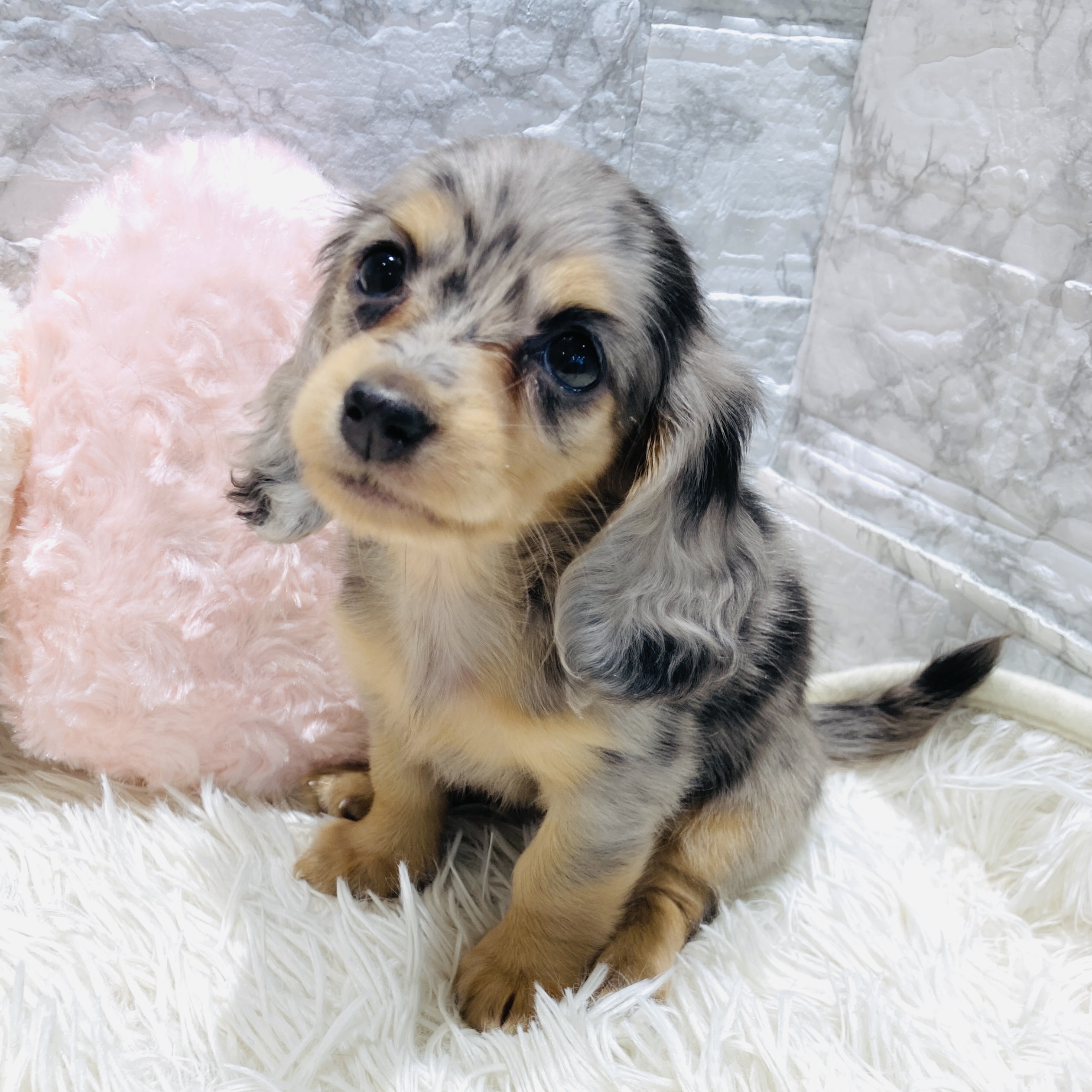 愛知県のミニチュアダックスフンド(ロング) (犬の家＆猫の里MiO香久山店/2025年10月25日生まれ/女の子/シルバーダップル)の子犬の4枚目の画像