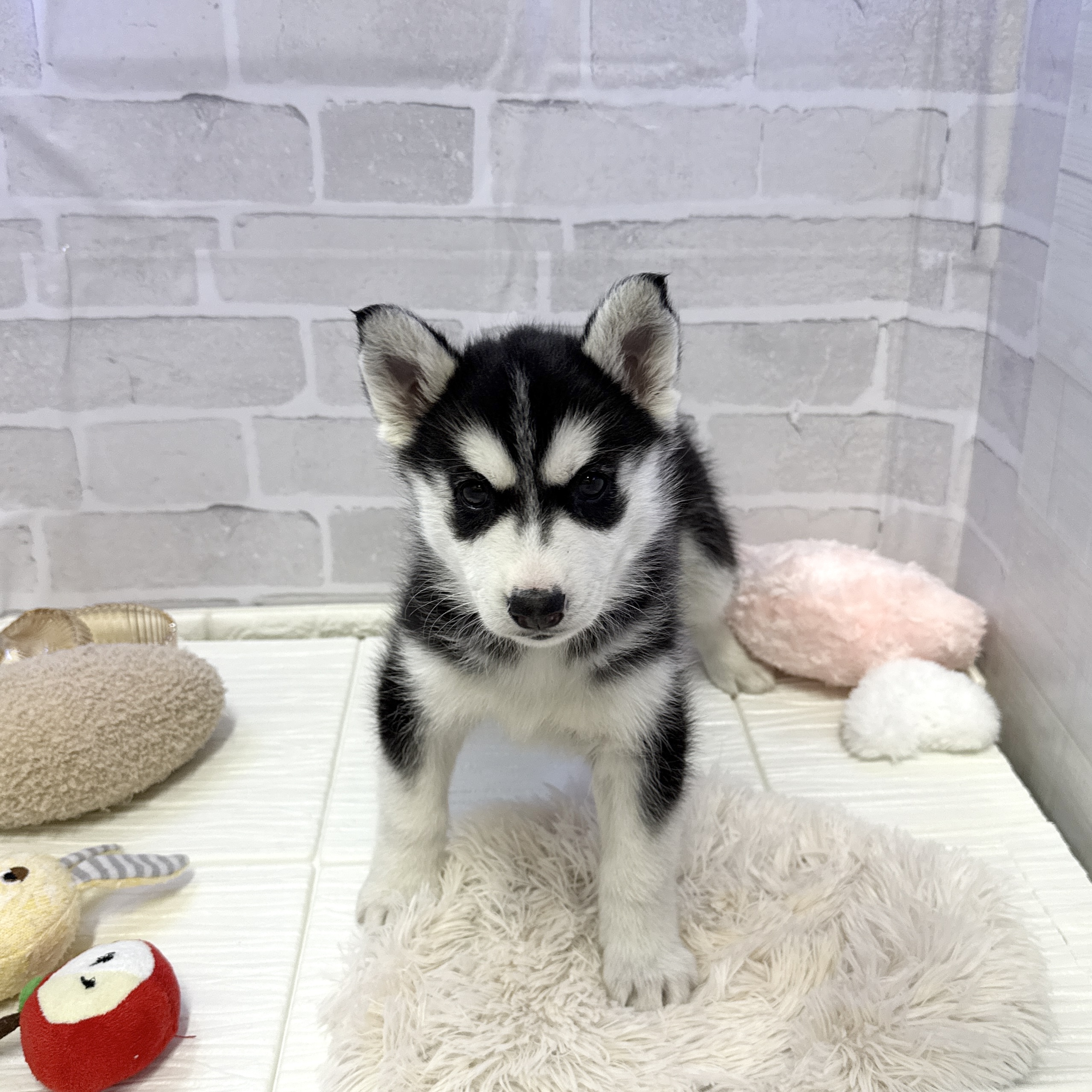 愛知県のシベリアンハスキー (犬の家＆猫の里岡崎店/2025年10月29日生まれ/女の子/ブラックホワイト)の子犬の1枚目の画像