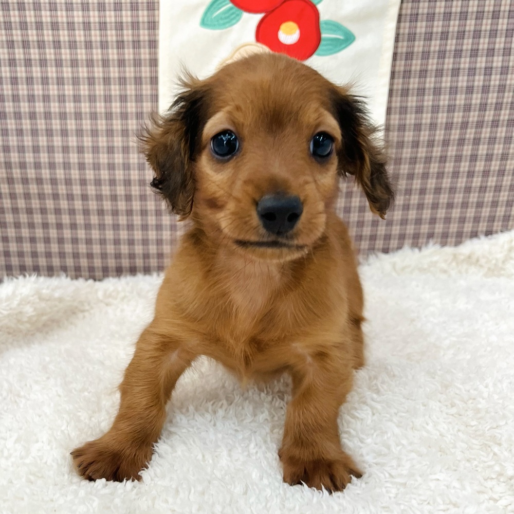 愛知県のミニチュアダックスフンド(ロング) (犬の家＆猫の里エアポートウォーク店/2025年10月27日生まれ/男の子/レッド)の子犬の4枚目の画像