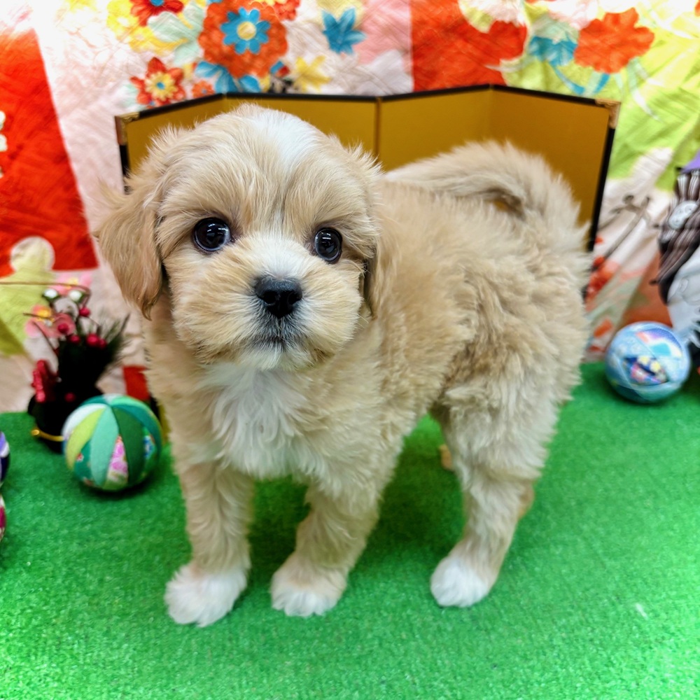 愛知県のペキプー(ペキニーズ×プードル) (犬の家＆猫の里名古屋天白店/2025年10月29日生まれ/男の子/クリーム)の子犬の4枚目の画像