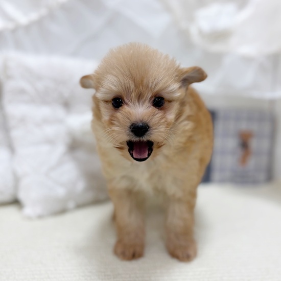 岐阜県のポメプー(ポメラニアン×プードル) (犬の家＆猫の里カラフルタウン岐阜店/2025年10月28日生まれ/女の子/アプリコット)の子犬の4枚目の画像