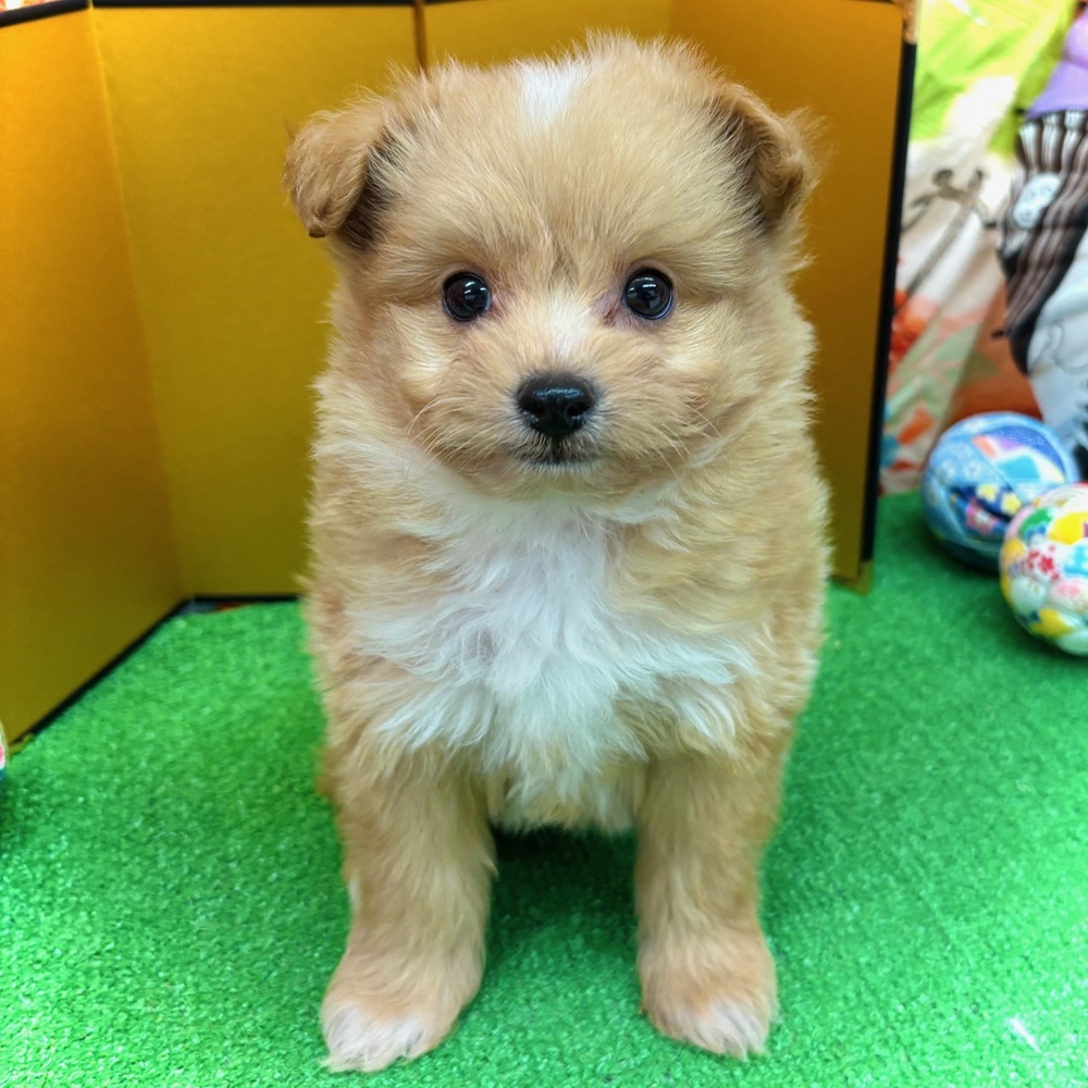 愛知県のポメプー(ポメラニアン×プードル) (犬の家＆猫の里名古屋天白店/2025年10月28日生まれ/男の子/アプリコット)の子犬の4枚目の画像