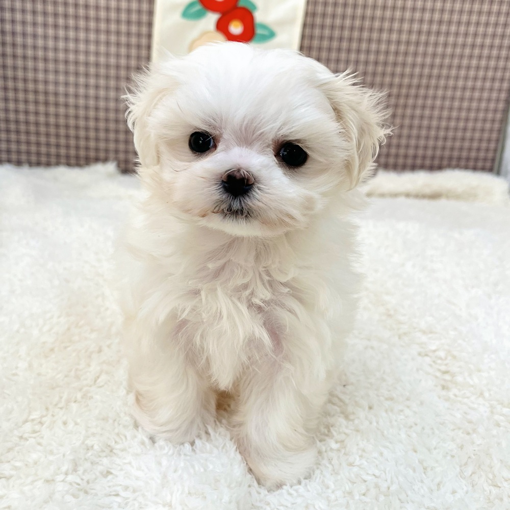 愛知県のマルチーズ (犬の家＆猫の里エアポートウォーク店/2025年10月26日生まれ/女の子/ホワイト)の子犬の4枚目の画像