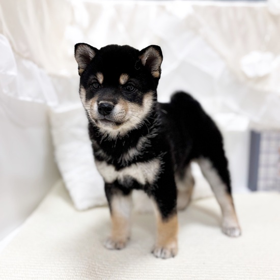 岐阜県の柴犬(標準サイズ) (犬の家＆猫の里カラフルタウン岐阜店/2025年10月28日生まれ/女の子/黒)の子犬の4枚目の画像